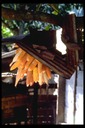 Protecting the corn, Thai Hmong village, 1986
