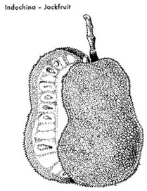 jackfruit