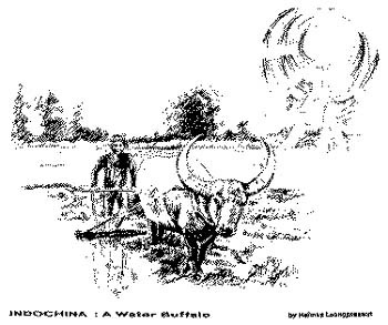 water buffalo